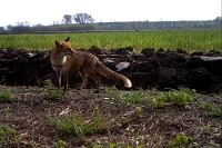 FI 003 Vulpes vulpes (Volpe)
